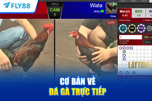 Cơ bản về Đá gà trực tiếp