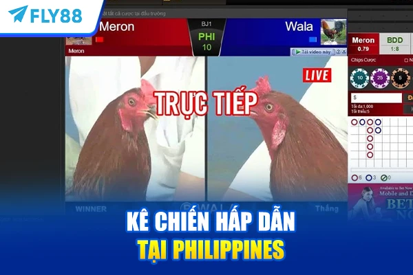 Kê chiến hấp dẫn tại Philippines