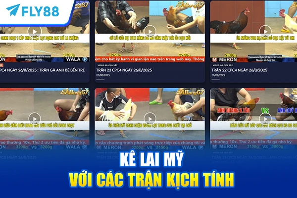 Kê lai Mỹ với các trận kịch tính