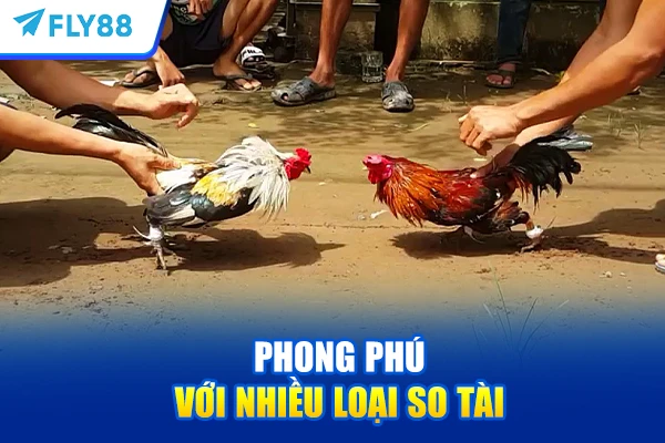 Phong phú với nhiều loại so tài