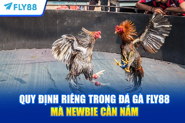 Quy định riêng trong đá gà FLY88 mà newbie cần nắm