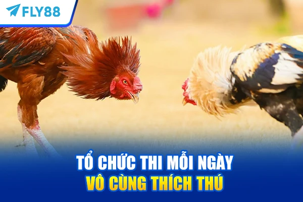 Tổ chức thi mỗi ngày vô cùng thích thú