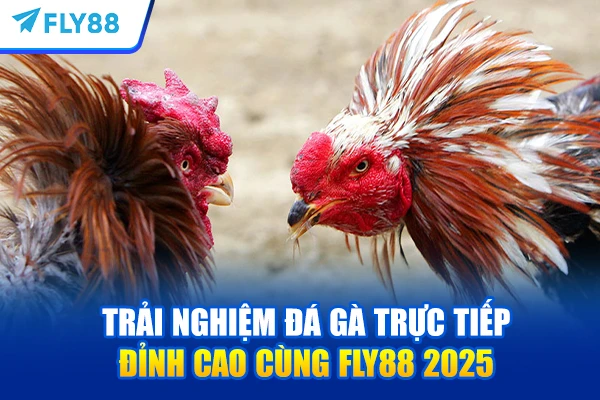 Trải Nghiệm Đá Gà Trực Tiếp Đỉnh Cao Cùng FLY88 2025