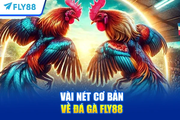 Vài nét cơ bản về đá gà FLY88