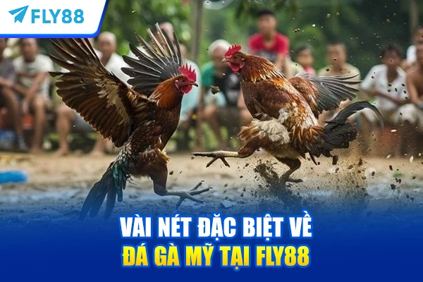Vài nét đặc biệt về Đá gà mỹ tại FLY88
